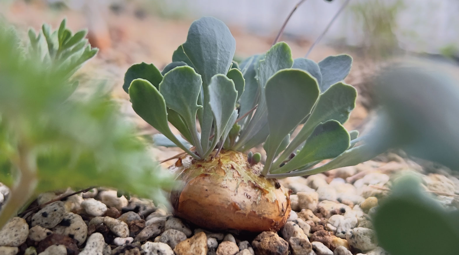 16 |草加コネクト |草加市のイベント情報